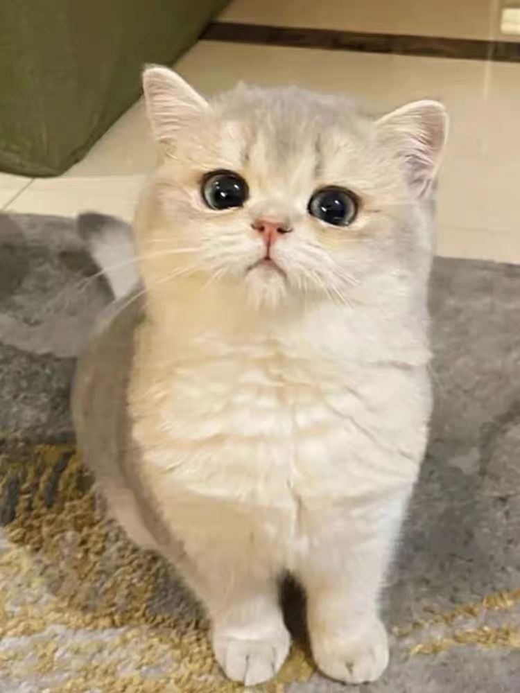 猫舍直销批发价格出售长毛蓝金渐层